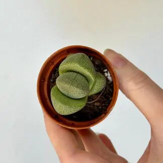 zive kamene pleiospilos nelii