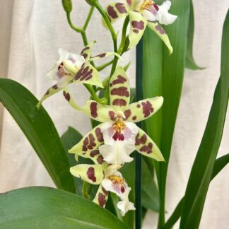 orchidej