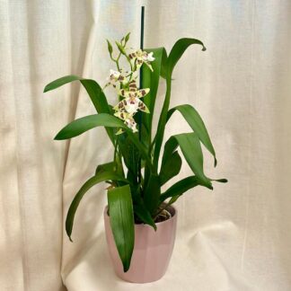 Orchidej Aliceara renaissance ‘Sage’ orchidej