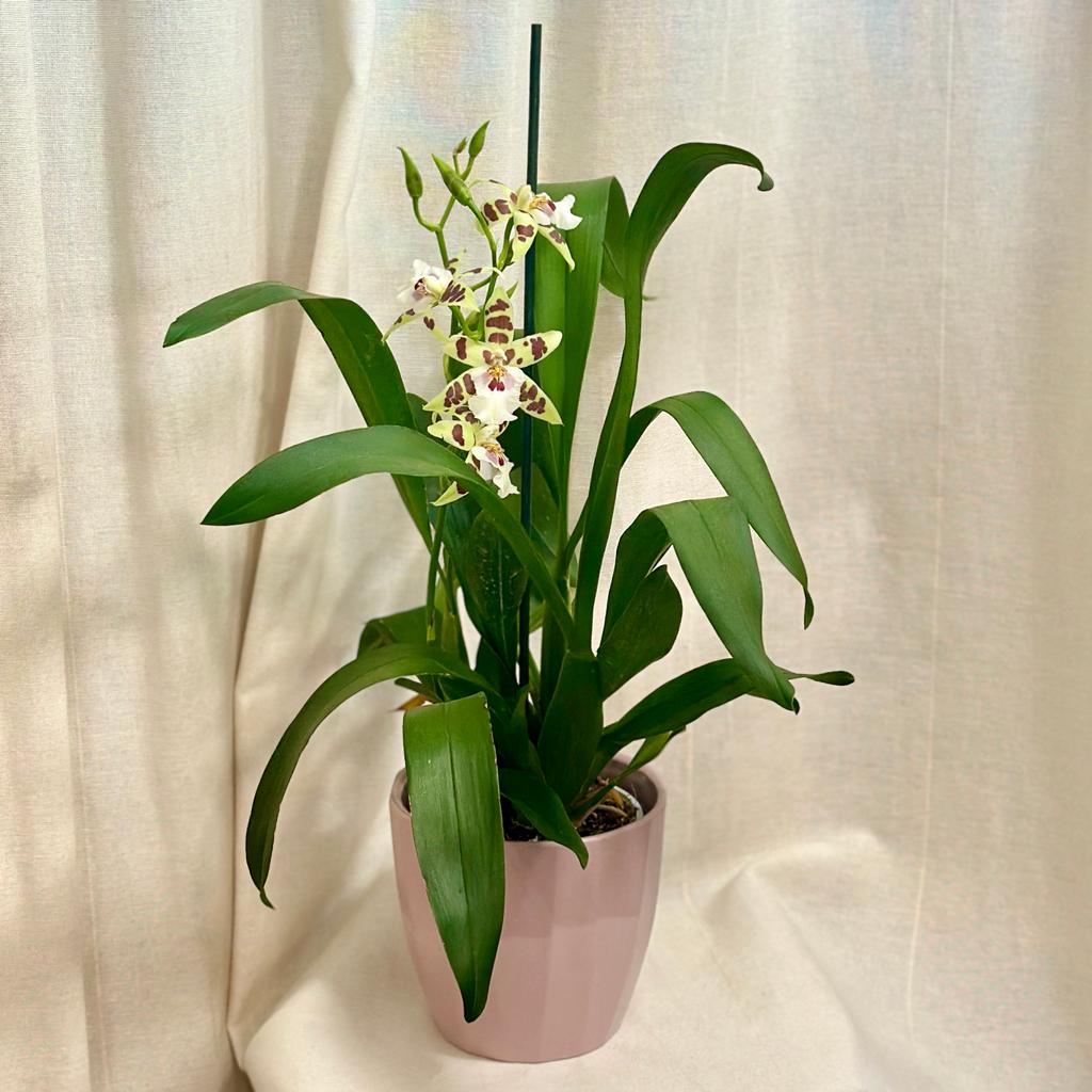 Orchidej Aliceara renaissance ‘Sage’ orchidej