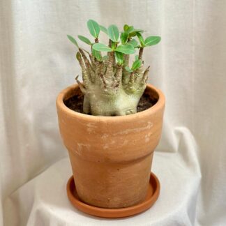 adenium ansu baobab poustni ruze sukulent
