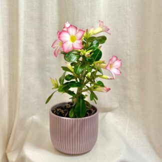 adenium obesum poustni ruze ruzova sukulent