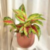 Aglaonema ‘Eyecatcher Red’ maxi aglaonema Eyecatcher Red farebna izbova rastlina