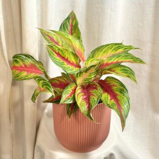 aglaonema Eyecatcher Red farebna izbova rastlina