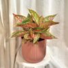 Aglaonema ‘Romance Red’ maxi aglaonema Romance red farebna izbova rastlina