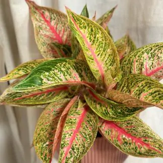 aglaonema Romance red farebna izbova rastlina