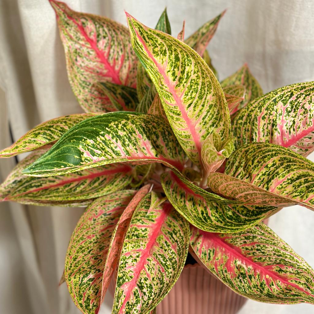 Aglaonema ‘Romance Red’ maxi aglaonema Romance red farebna izbova rastlina