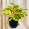 Aglaonema ‘Rose Parakeet’ maxi Aglaonema Rose Parakeet barevna pokojova rostlina