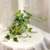 Hedera helix ‘White wonder’ brectan hedera helix white wonder panasovany