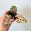 Caladium bicolor ‘Saga Light’ mini caladium bicolor saga ruzove kaladium