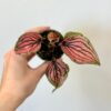 Caladium bicolor ‘Saga’ mini caladium bicolor saga ruzove kaladium