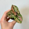Caladium ‘Purple Light’ mini caladium purple light ruzove kaladium
