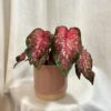 Caladium ‘Scarlet Flame’ caladium Scarlet Flame ruzove kaladium
