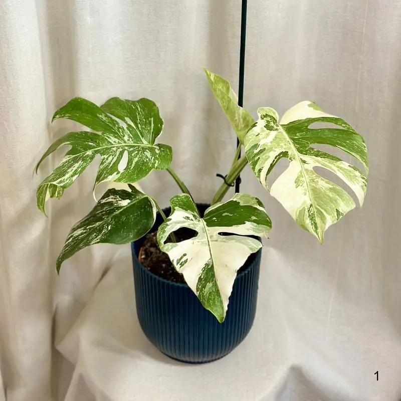 Panasovana Monstera (Albo Variegata, jako jsou, může vést) Panasovana Monstera