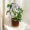 Mučenka / Passiflora caerulea Mučenka Passiflora caerulea Kristova koruna