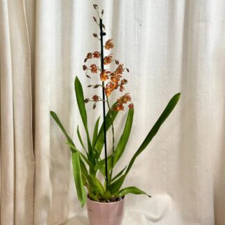 Orchidej Cambria ‘Cantante’ orchidea cambria
