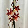 Orchidej Oncostele wildcat ‘Rainbow’ orchidej Oncostele wildcat Rainbow
