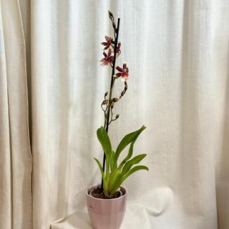 Orchidej Oncostele wildcat ‘Rainbow’ orchidej Oncostele wildcat Rainbow