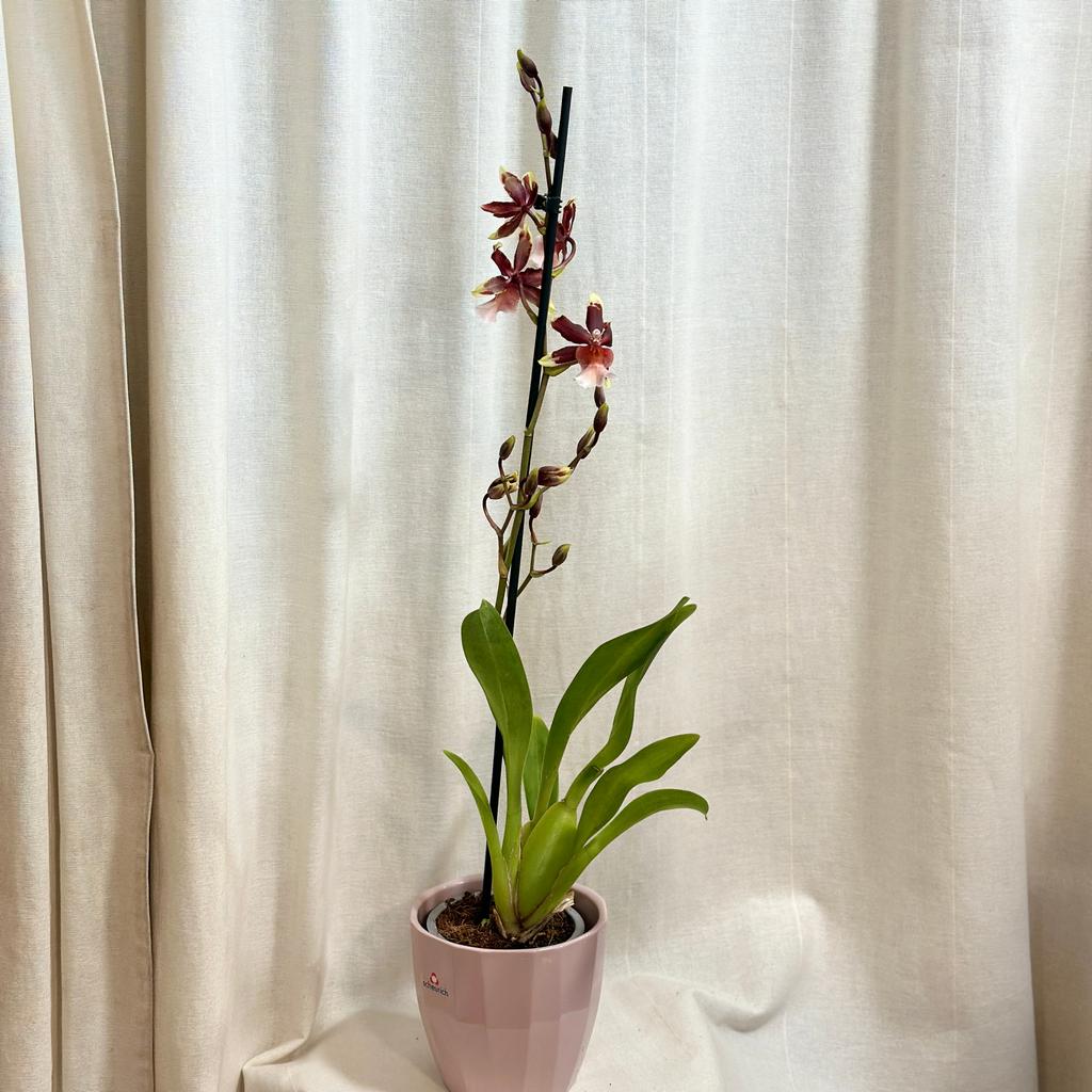Orchidej Oncostele wildcat ‘Rainbow’ orchidej Oncostele wildcat Rainbow