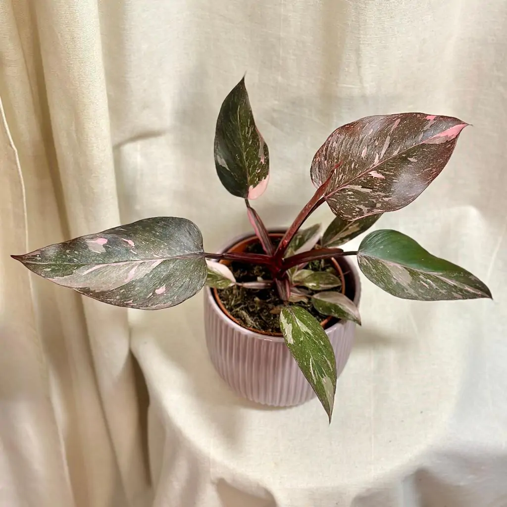 Philodendron ‘Pink Princess Marble’ velký philodendron pink princess marble ruzovy philodendron