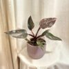 Philodendron ‘Pink Princess Marble’ velký philodendron pink princess marble ruzovy philodendron