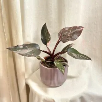 philodendron pink princess marble ruzovy philodendron