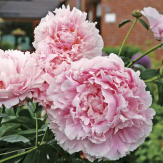 pivonka Paeonia Sarah Bernhardt Plantizia.cz