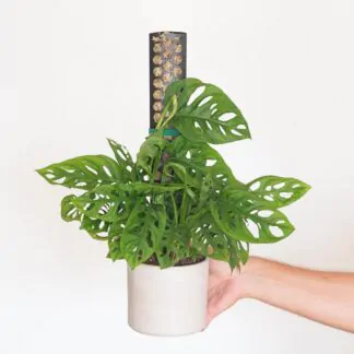 Rašeliníková tyč černá XL (58 cm) raselinnikova tyc cerna operna tyc pro pokojove rostliny