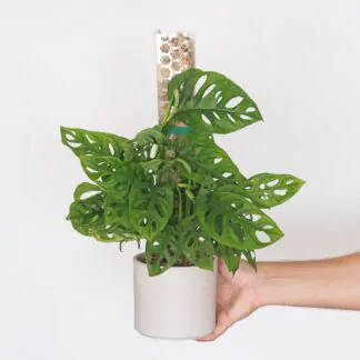 raselinnikova tyc pruhledna operna tyc pro pokojove rostliny