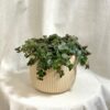 Sedum makinoi ‘Tornado’ sukulent sedum makinoi tornado