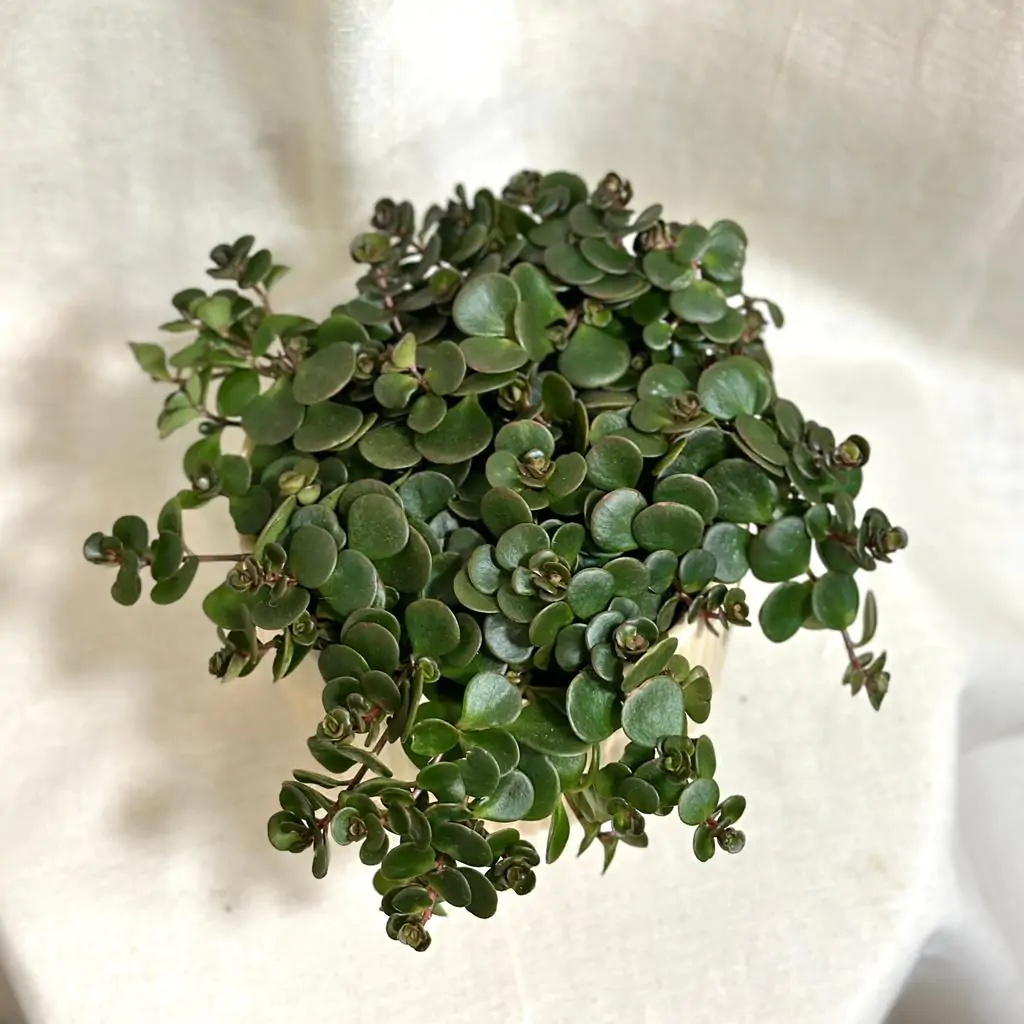 Sedum makinoi ‘Tornado’ sukulent sedum makinoi tornado