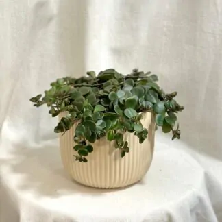 sukulent sedum makinoi tornado