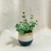Sedum sieboldii malé sedum sieboldii tahavý nenarocný sukulent plantize