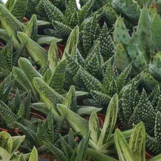seminka aloe mix sukulenty ze semen semena pokojovych rostlin
