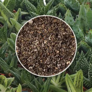 seminka aloe mix sukulenty ze semen semena pokojovych rostlin