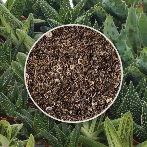 seminka aloe mix sukulenty ze semen semena pokojovych rostlin