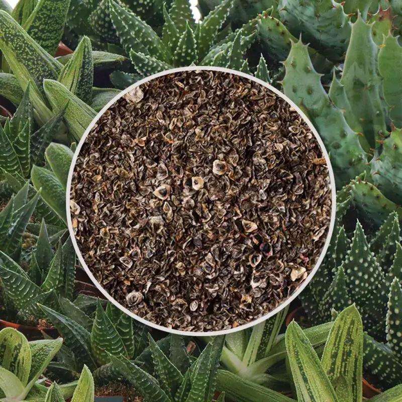 seminka aloe mix sukulenty ze semen semena pokojovych rostlin