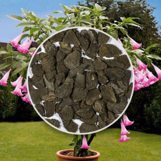 seminka brugmansia suaveolens pink Andělské trumpety ruzove ze semen