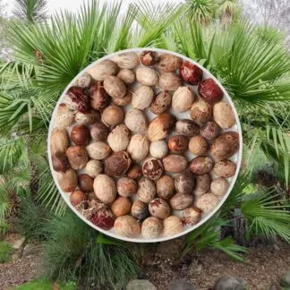 seminka chamaerops humilis palmicka nizka semena pokojovych rostlin plantizia