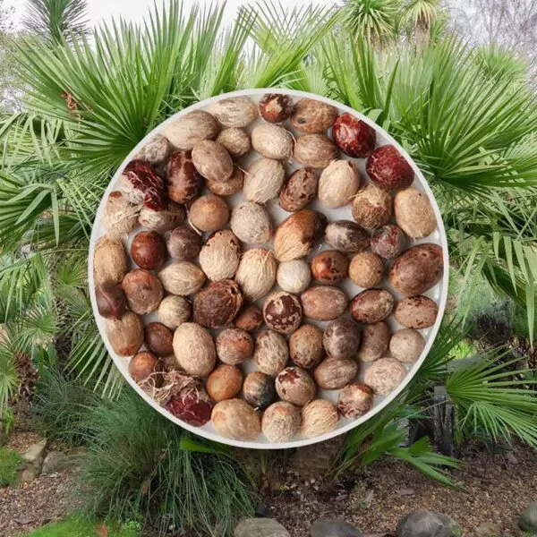 seminka chamaerops humilis palmicka nizka semena pokojovych rostlin plantizia