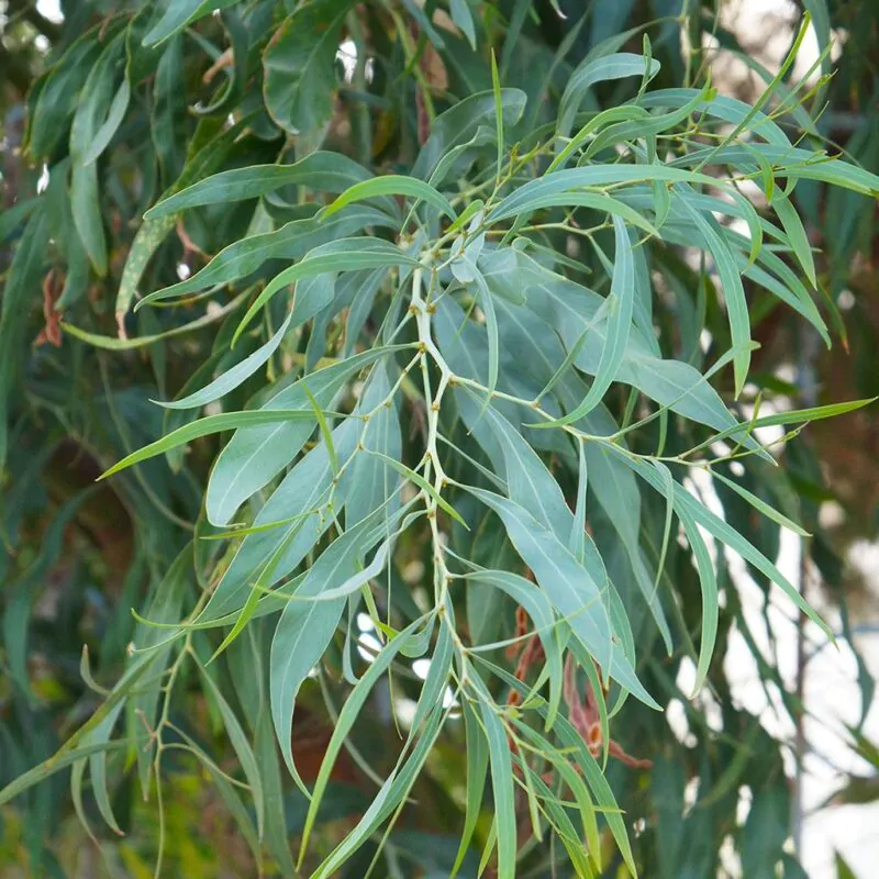 seminka Eucalyptus nicholii semena pokojovych rostlin pokojovky