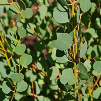 seminka Eucalyptus websteriana semena pokojovych rostlin pokojovky