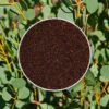 seminka Eucalyptus websteriana semena pokojovych rostlin pokojovky
