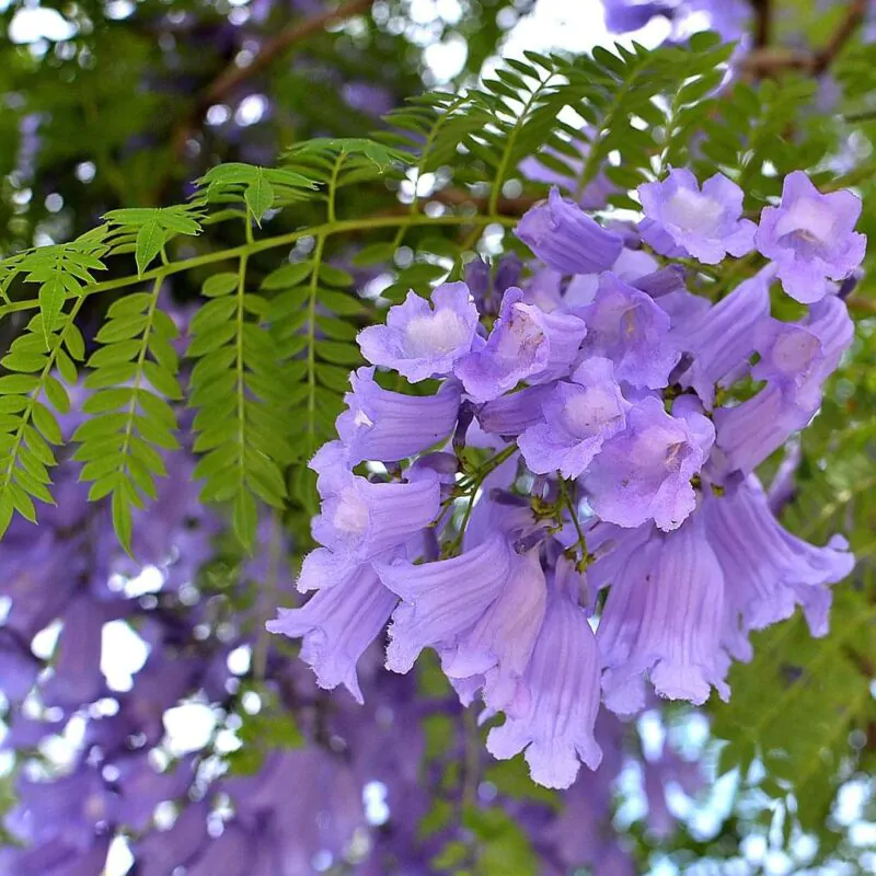seminka jacaranda mimosifolia zakaranda ze semen semena rostlin plantizia