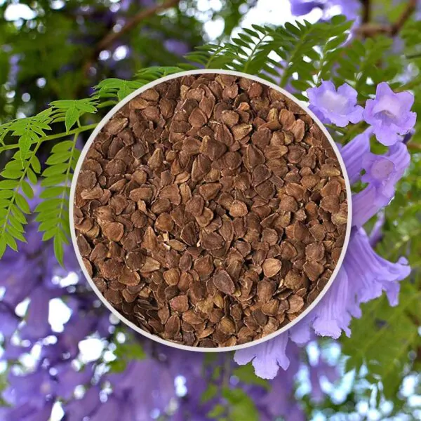 seminka jacaranda mimosifolia zakaranda ze semen semena rostlin plantizia