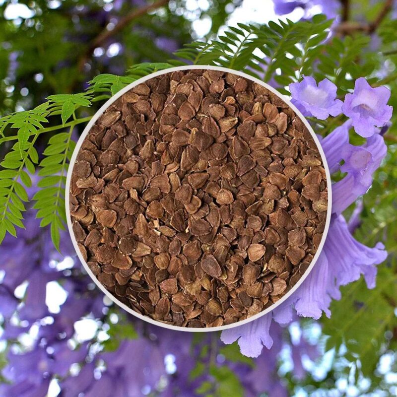 seminka jacaranda mimosifolia zakaranda ze semen semena rostlin plantizia
