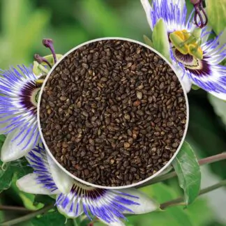 seminka mucenka kristova koruna passiflora caerulea ze semen semena rostlin plantizia
