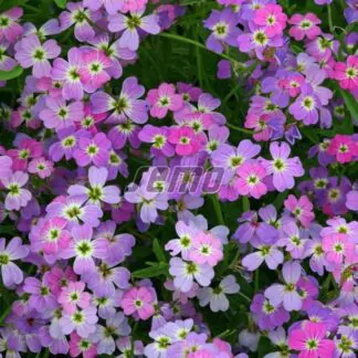 seminka vecernicka primorska spring sparkle letnicka kvetiny do zahrady semo