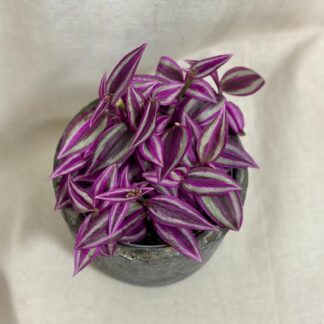 tradescantia pink paradise fialova barevna pokojova rostlina popinava