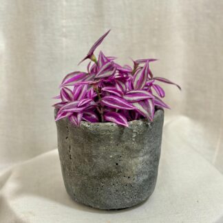 tradescantia pink paradise fialova barevna pokojova rostlina popinava